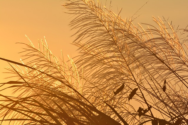 Free Grass Flowers photo and picture