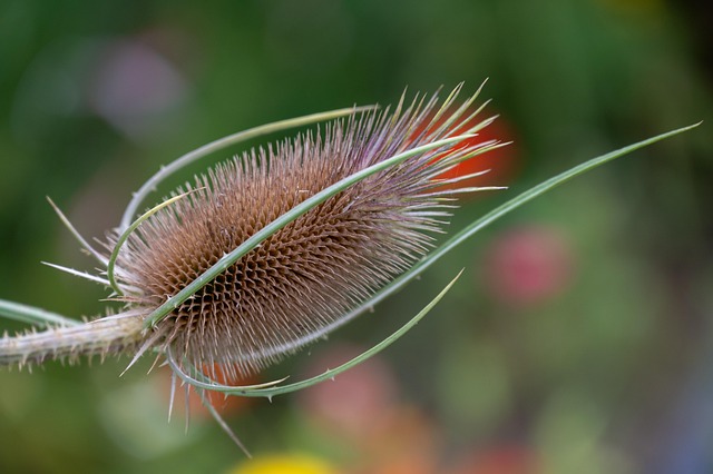 Plants Summer Garden Free Photo On Pixabay