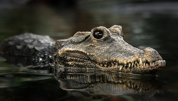 Free Crocodile Reptile photo and picture
