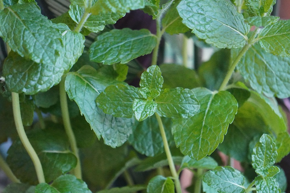 Herb Coin Vegetable Free photo on Pixabay Pixabay