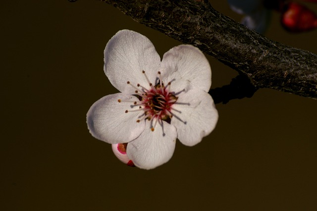 Free Flower Cherry photo and picture