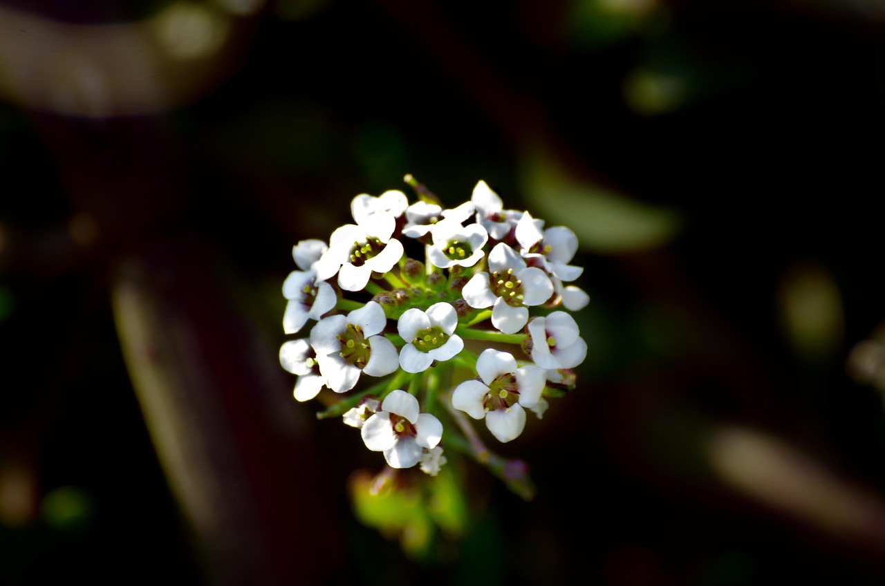 Flowers Bloom Botany Free photo on Pixabay Pixabay
