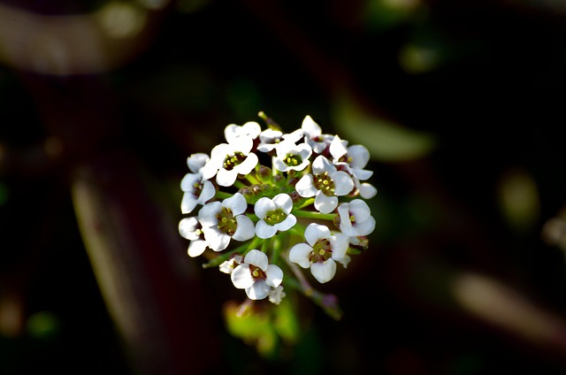 Free Flowers Bloom photo and picture