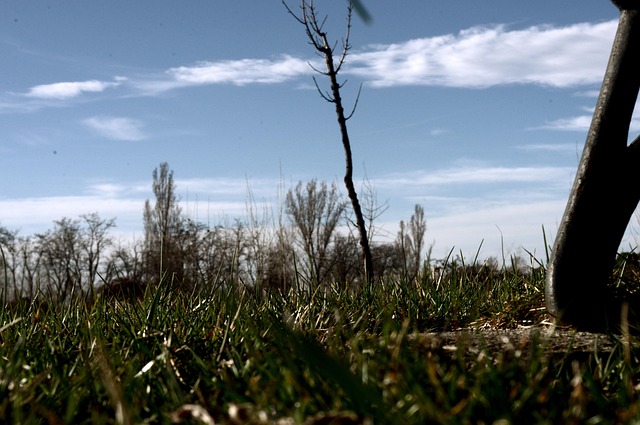Free Grass Soil photo and picture