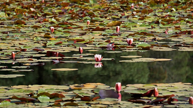 Bloem, Lotus, Natuur, Bloemblaadjes