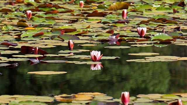 Bloem, Lotus, Vijver, Park, Bloem Behang