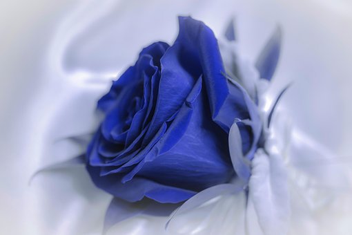 Free Flower Rose photo and picture