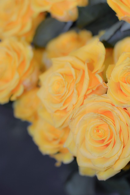 Free Flowers Roses photo and picture
