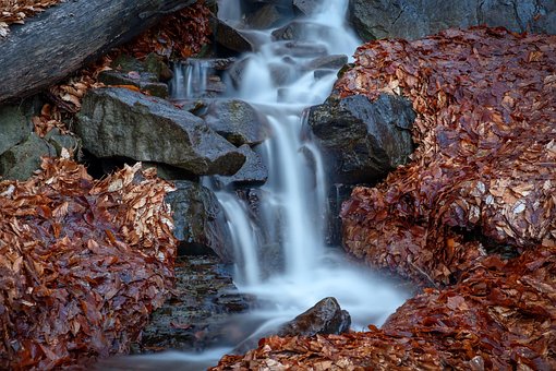 Free Forest Waterfall photo and picture