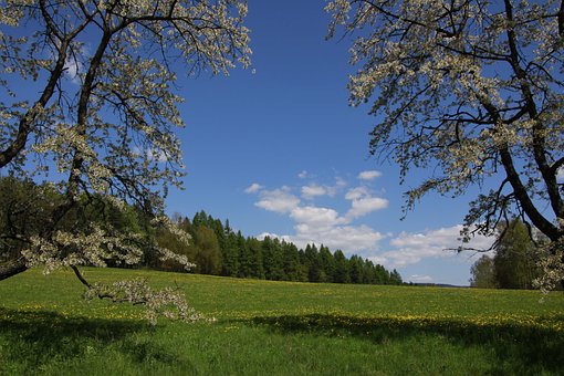 Free Cherry Tree Blossom photo and picture