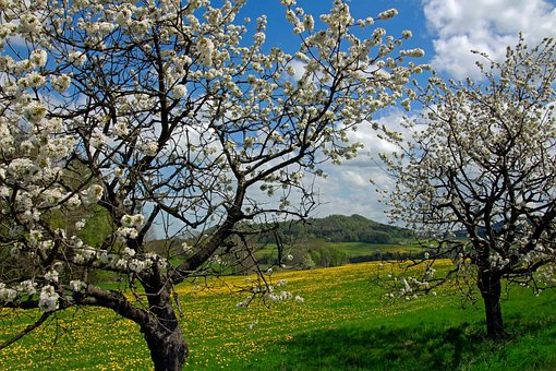 Free Spring May photo and picture