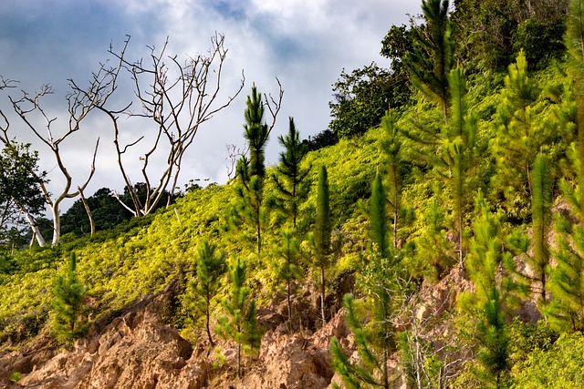 Berge, Land, Baum, Wald, Himmel