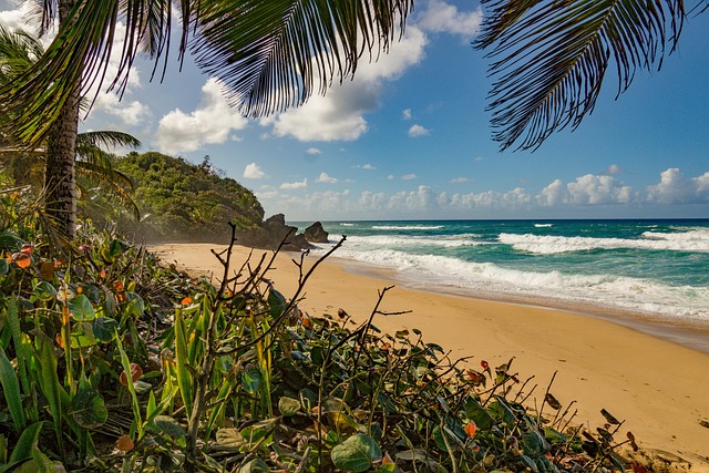 Meer, Strand, Tropisch, Insel, Sand