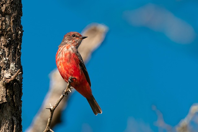 Free Bird Vermilion Flycatcher photo and picture
