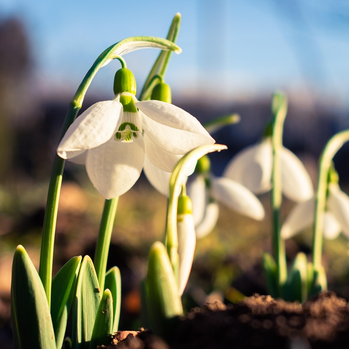 Schneeglöckchen Blumen Pflanze Kostenloses Foto auf Pixabay