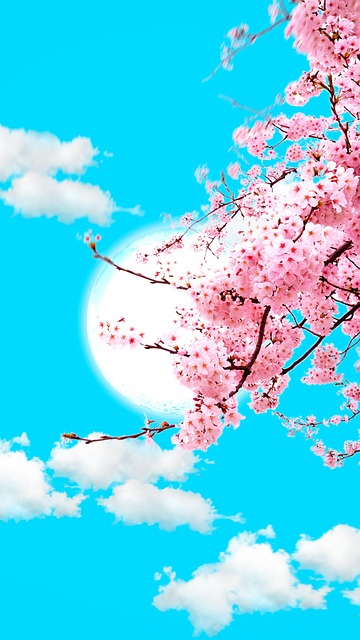 Sky Clouds Sakura - Free image on Pixabay