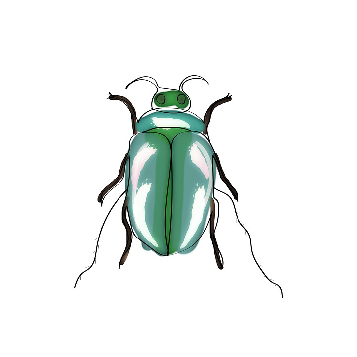 Download Bug, Beetle, Drawing. Royalty-Free Stock Illustration Image ...