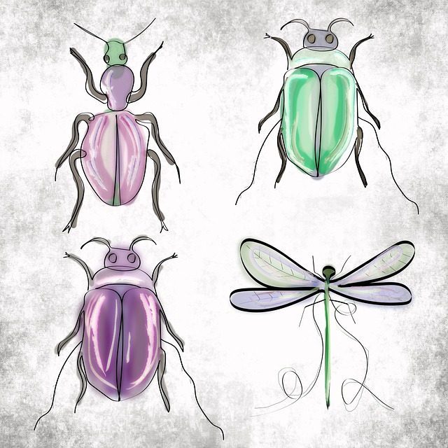 Insekten, Entomologie, Zeichnung