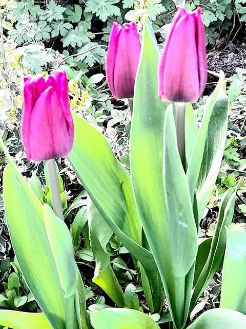 Free Tulip Spring photo and picture