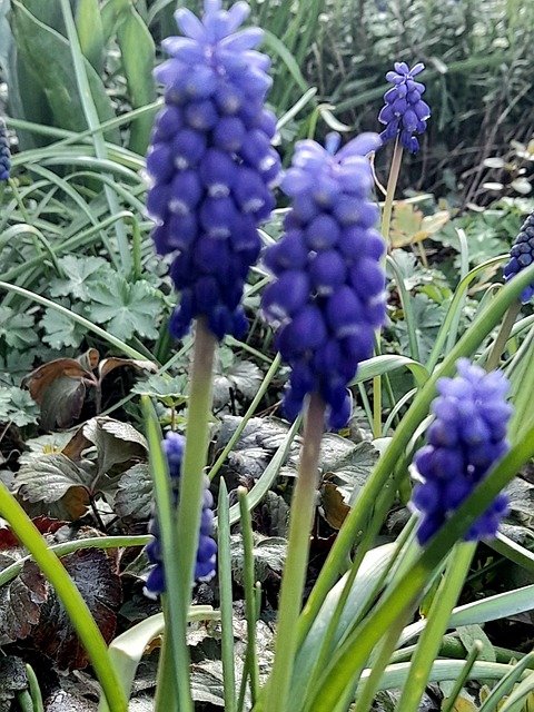 Free Hyacinth Pearl Hyacinths photo and picture