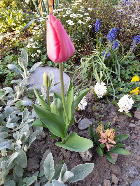 Free Bed Flower photo and picture