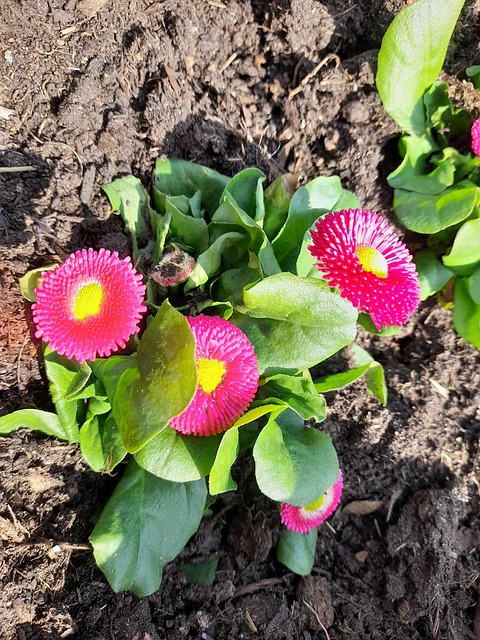 Free Bellis Daisy photo and picture