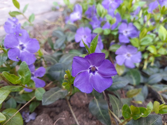 Free Flower Ground Cover photo and picture