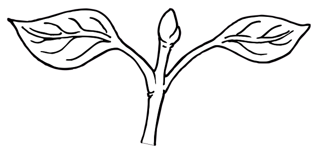 Free apical bud terminal bud bud illustration