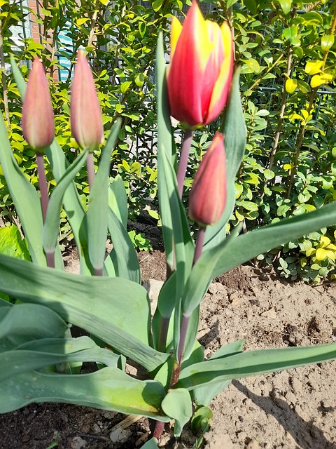 Free Tulips Easter photo and picture