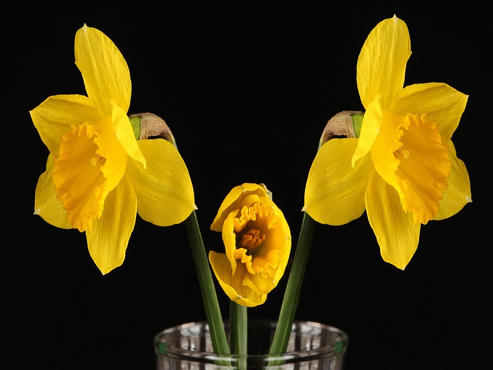 Flowers Daffodils Yellow Free image on Pixabay