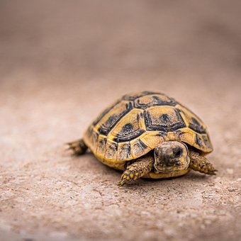 Free Turtle Tortoise photo and picture