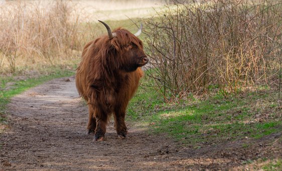 Kuh, Hochlandkuh, Stier, Tier, Ländlich