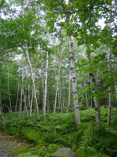 Free Woods Birches photo and picture
