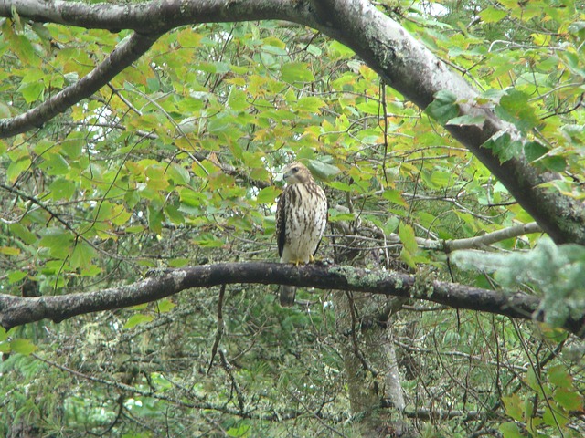 Free Hawk Wildlife photo and picture