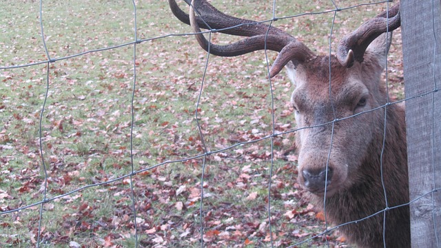 Free Deer Nature photo and picture