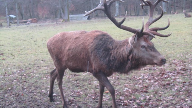 Free Deer Roe Deer photo and picture