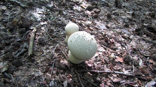 Free Mushroom Mushroom Picking photo and picture