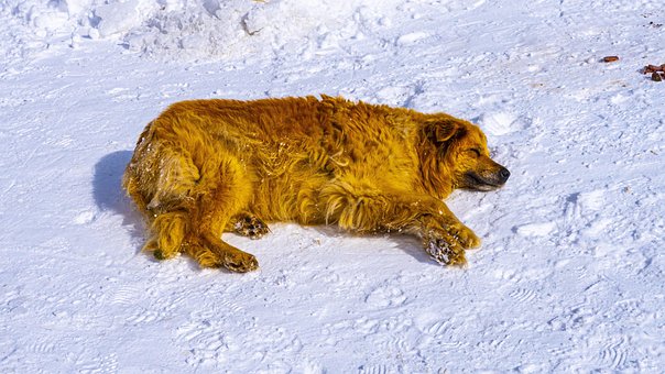 Dyr, Hund, Pattedyr, Kjæledyr, Venn
