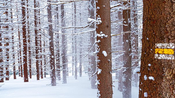 Tre, Skog, Snø, Vinter, Natur