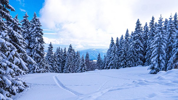 Skog, Snø, Natur, Vinter, Landskap