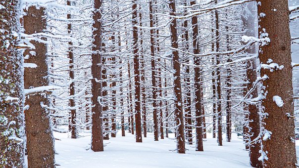 Skog, Tre, Snø, Vinter, Natur, Landskap