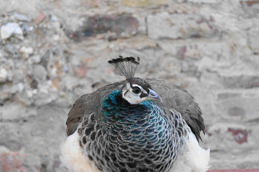 Vogel, Pauw, Ornithologie, Soort, Fauna