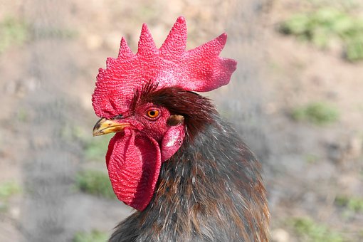 Cockscomb, Haan, Kip, Dier, Gevogelte