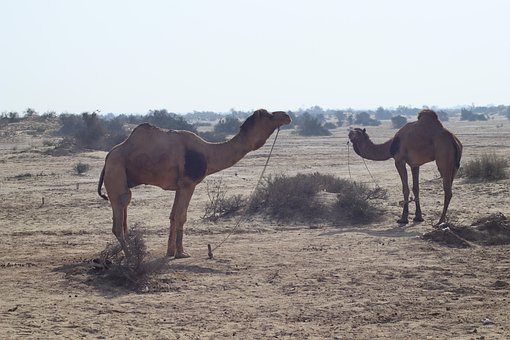 Free Camel Desert photo and picture