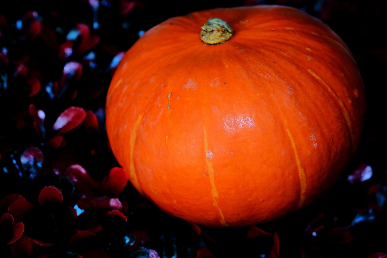 Abóbora Vegetal Orgânico Fresco - Foto gratuita no Pixabay - Pixabay