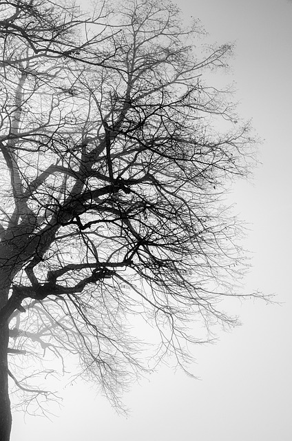 Free Tree Nature photo and picture