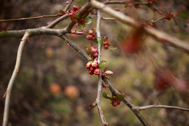 Blomst, Knop, Magi, Forår, Natur