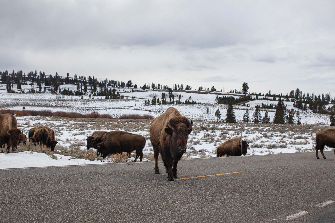 Herd - free online jigsaw puzzle photo