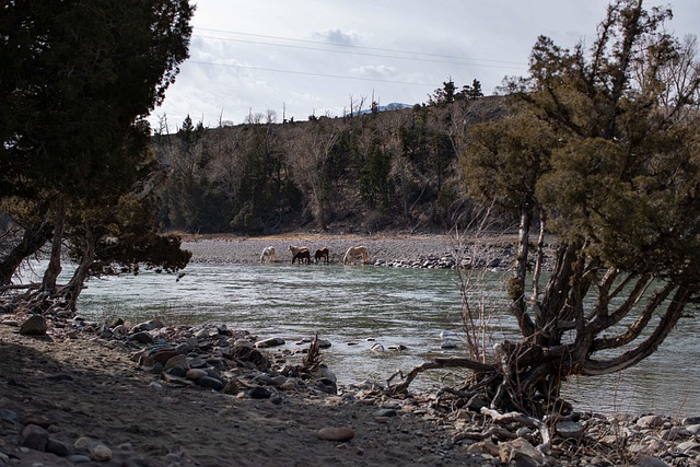 Montana, Pferde, Fluss, Landschaft, Wald