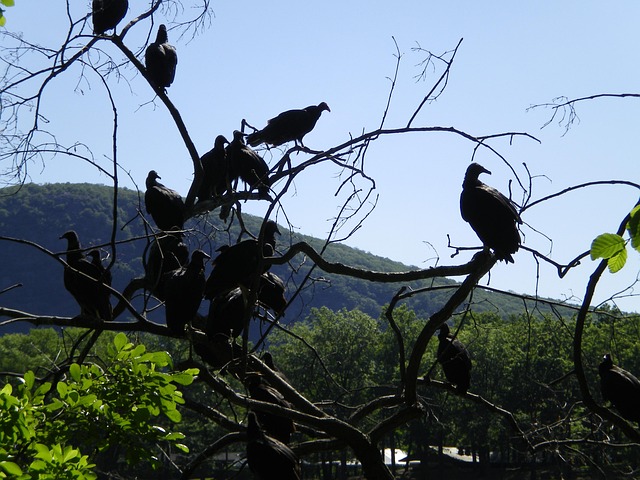 Free Crows Blackbirds photo and picture